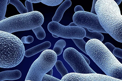 Lactobacillus là gì và có thực sự tốt như men vi sinh không?