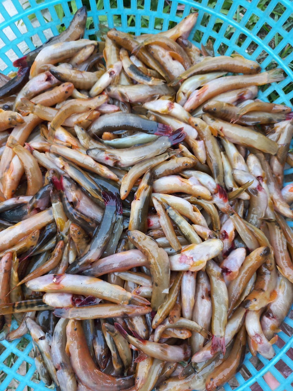  Cá bống suối Điện Biên chiên giòn